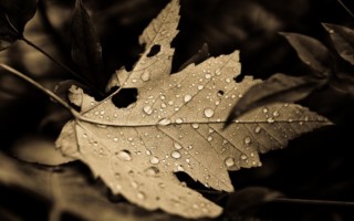 Description 9