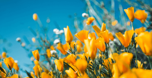 lots of golden flowers in the meadow