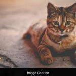 Multi-purpose Lightbox Gallery With JavaScript – Ensemble Lightbox