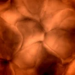 Create Dynamic Shader Backgrounds – Shadify